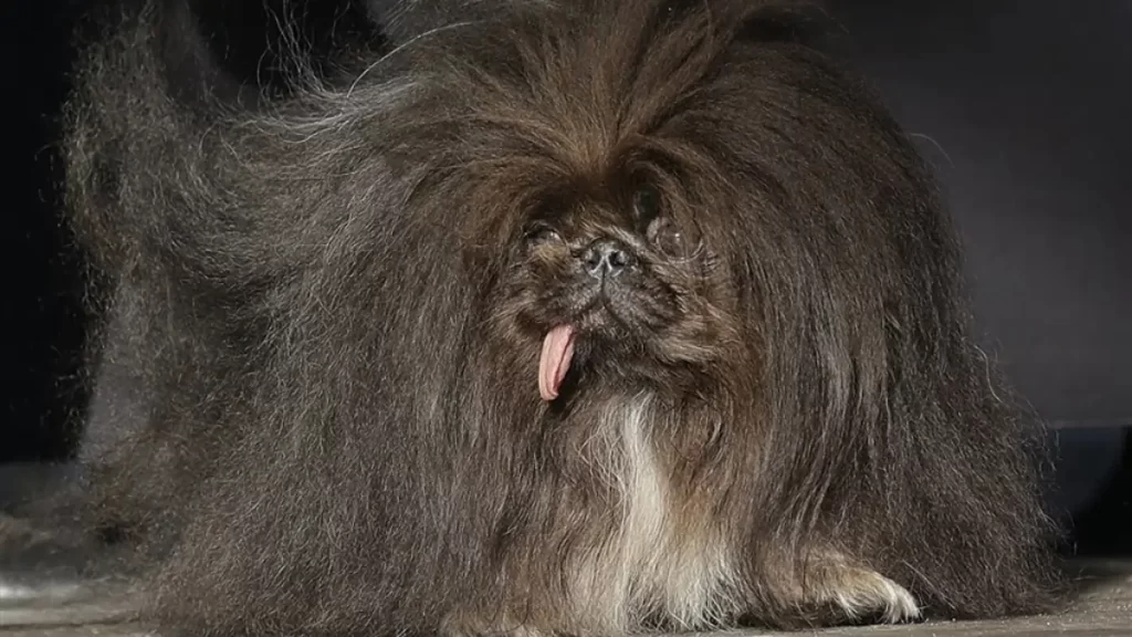 Wild Thang: So Ugly, It's Beautiful! 'World's Ugliest Dog' 2024 Winner